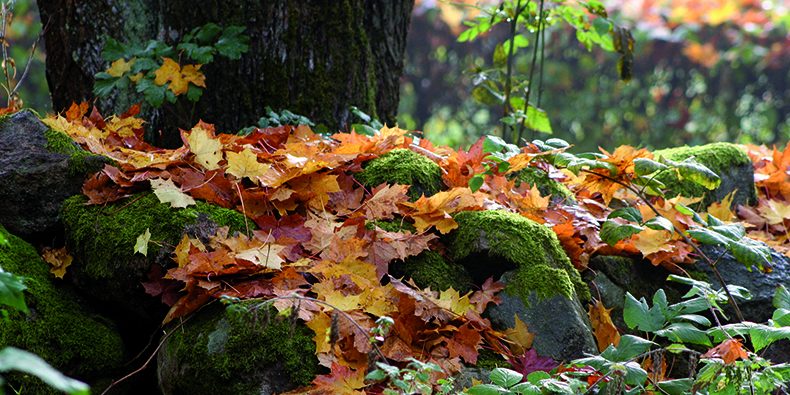 Skog