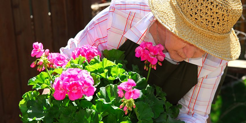 17074-senior-woman-gardening Blommor