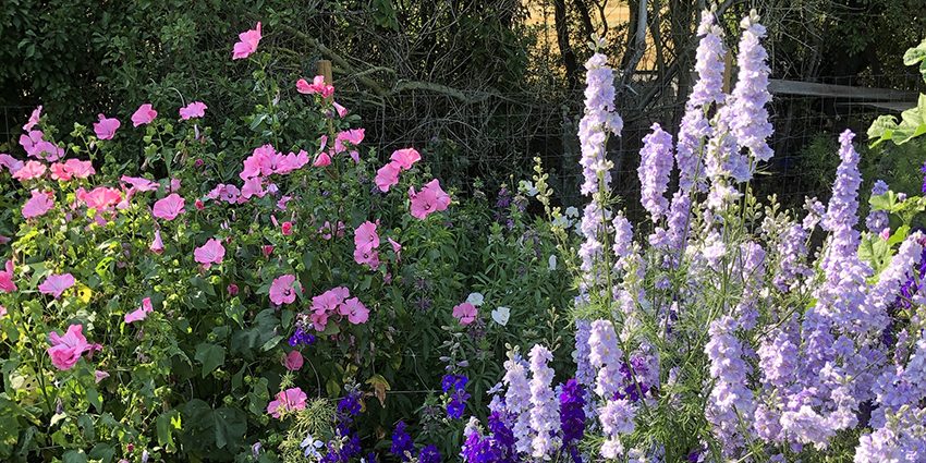 Blomsterprakt